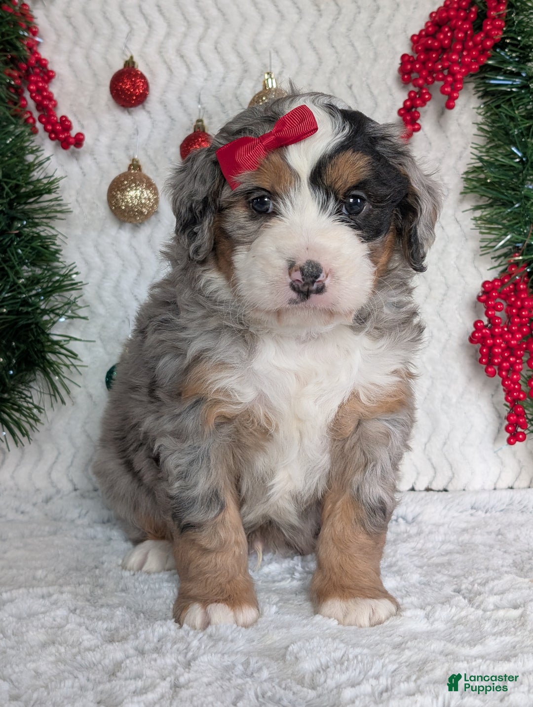 Mini Bernedoodle dogs for sale: Mini River - Ad 16