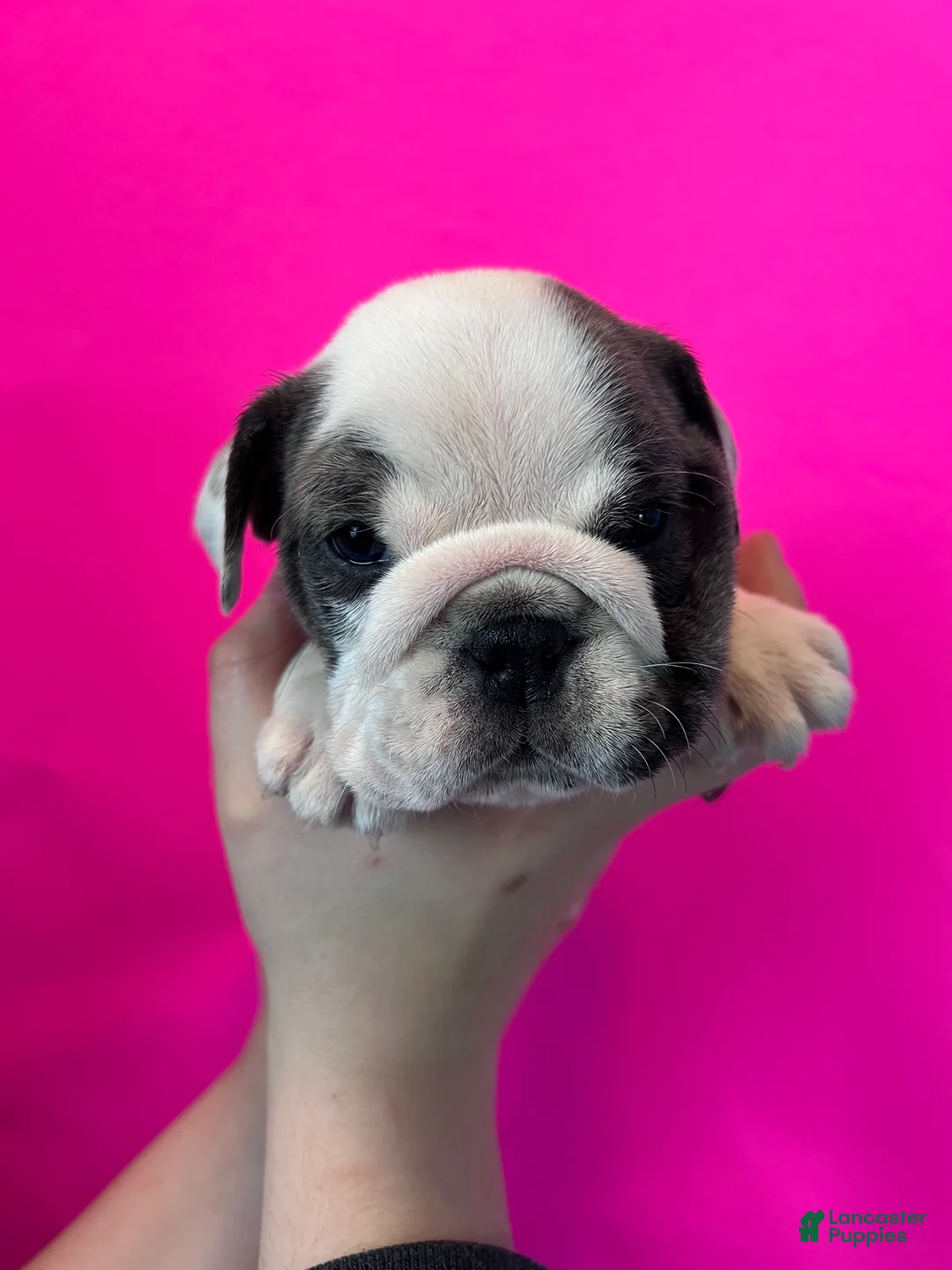 English Bulldog dogs for sale: Bella (Blue Brindle Pied) - Ad 4