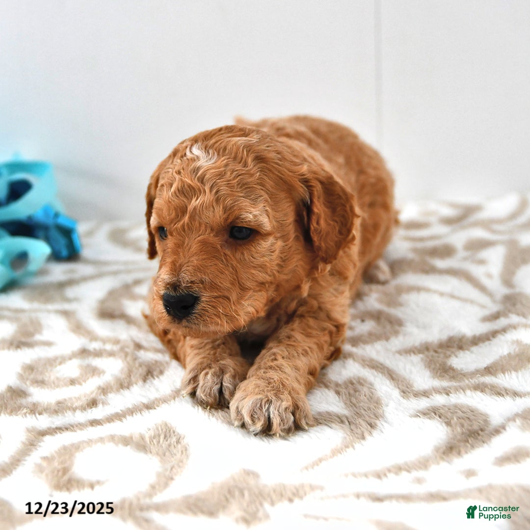 Mini Goldendoodle dogs for sale: Charlie - Ad 14
