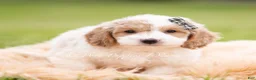 Mini Goldendoodle dogs for sale: Snickers - Ad 6