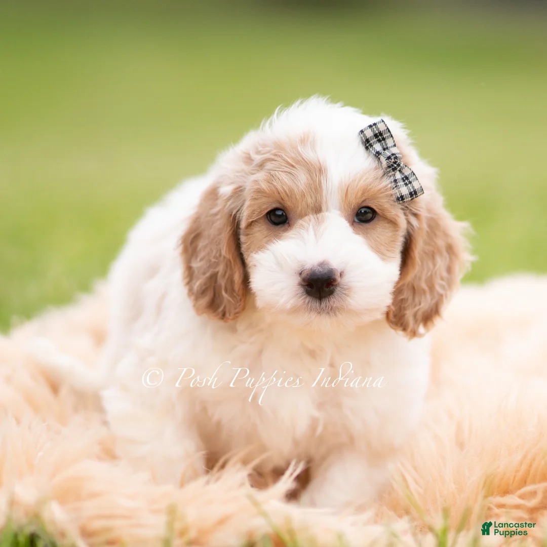 Mini Goldendoodle dogs for sale: Snickers - Ad 6