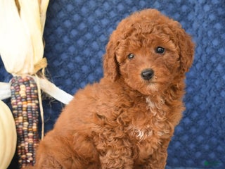 Mini Goldendoodle dogs - Ad 29