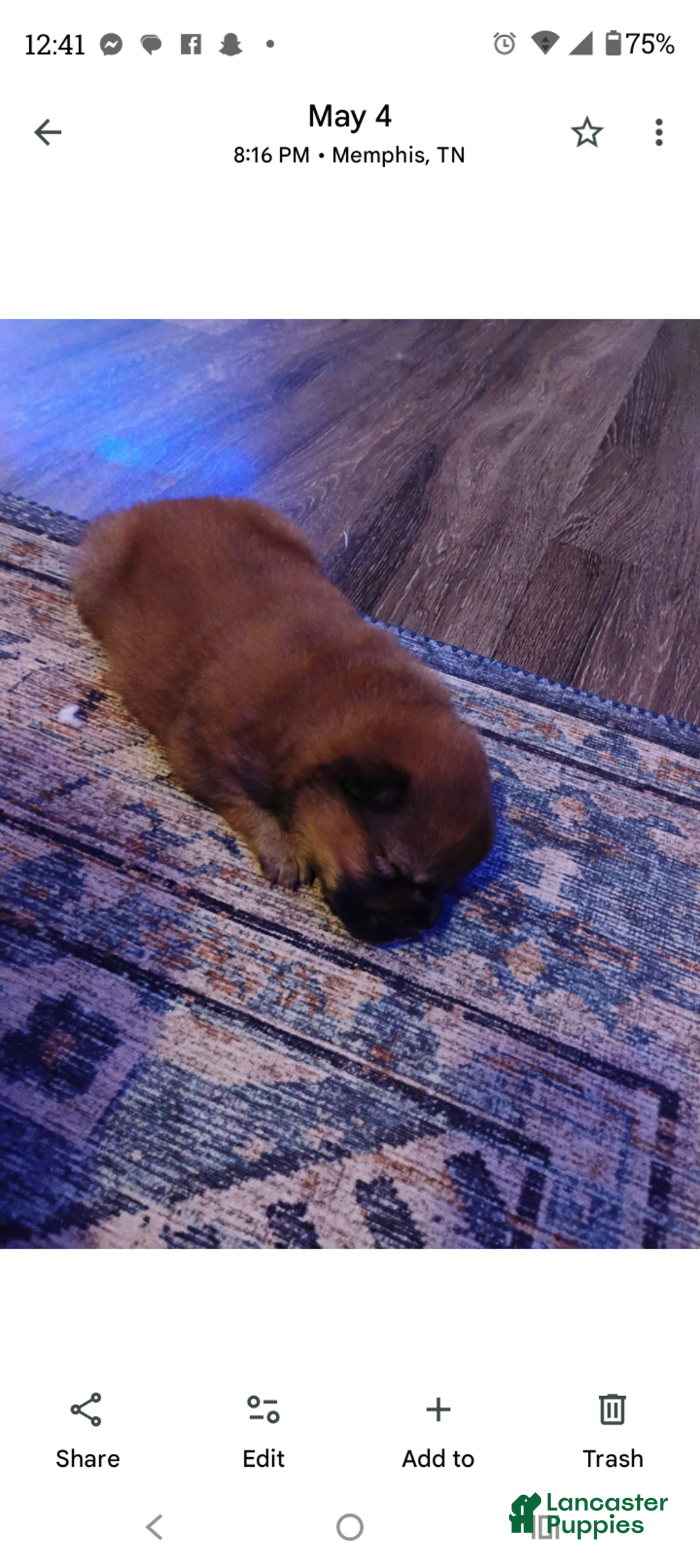 Chow Chow dogs for sale: Ariel  - Ad 3