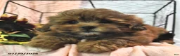 Shihpoo dogs for sale: Shila - Ad 3
