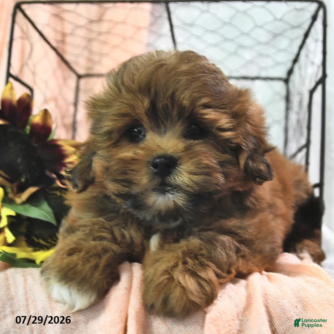 Shihpoo dogs for sale: Shila - Ad 3