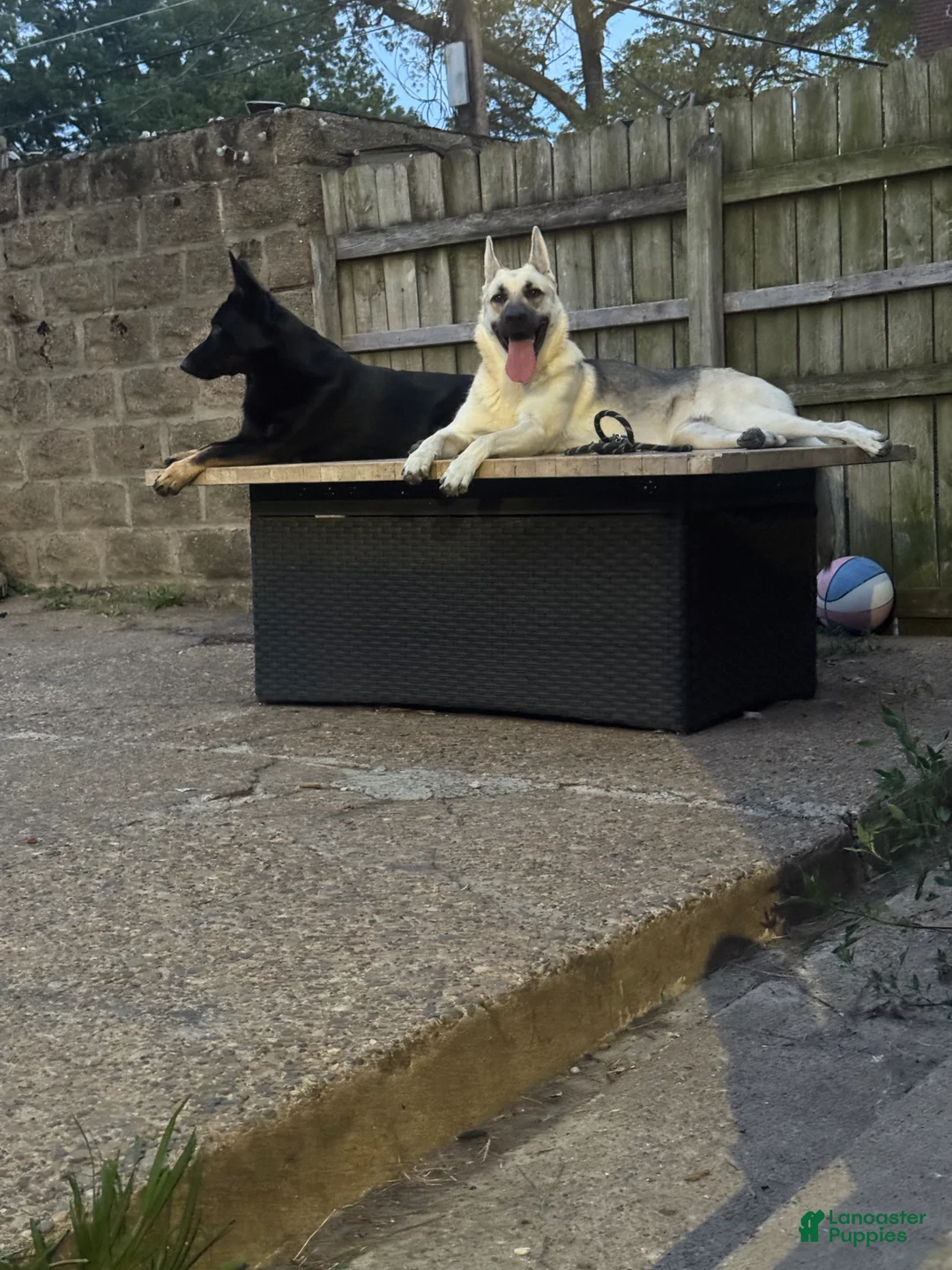 German Shepherd dogs for sale: German Shepherd Puppy 2 - Ad 4