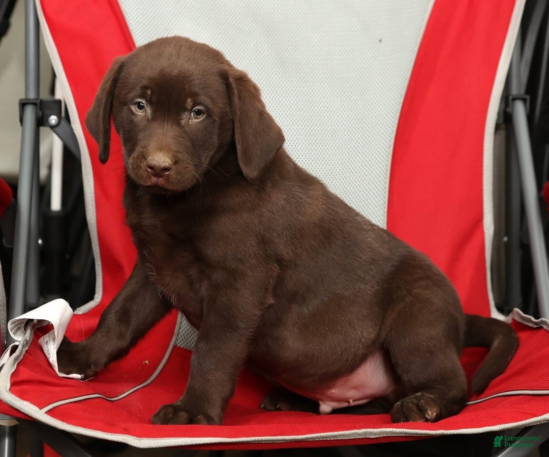 Labrador Retriever dogs for sale: Jax - Ad 9