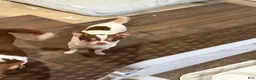 Chihuahua dogs for sale: Peanut  - Ad 3