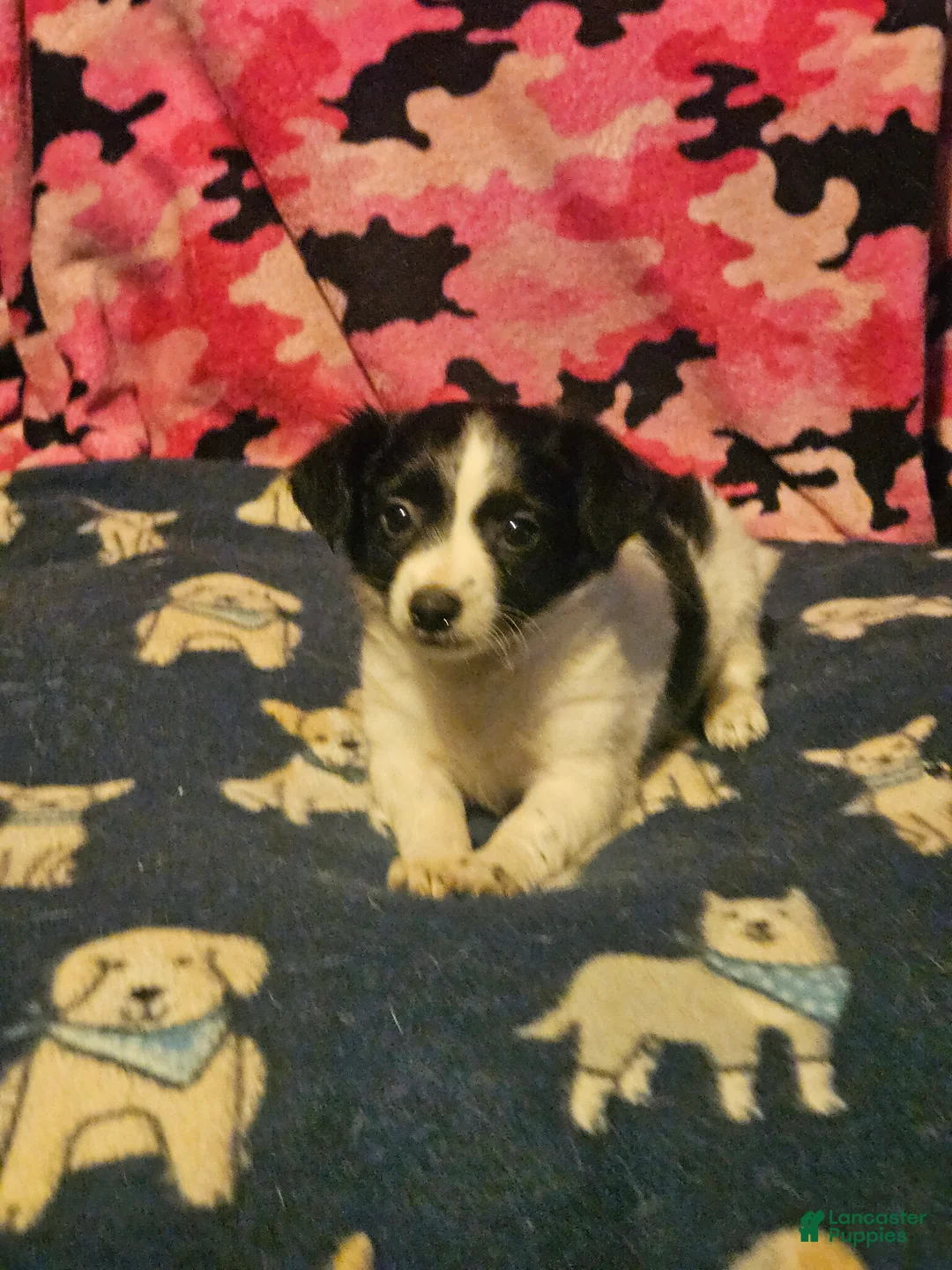 Chihuahua dogs for sale: Price (T-Cup) - Ad 1