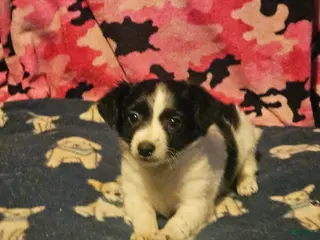 Chihuahua dogs Price (T-Cup) - Ad 25