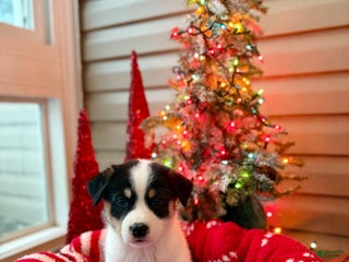 Mixed Breed dogs Luna - Ad 23