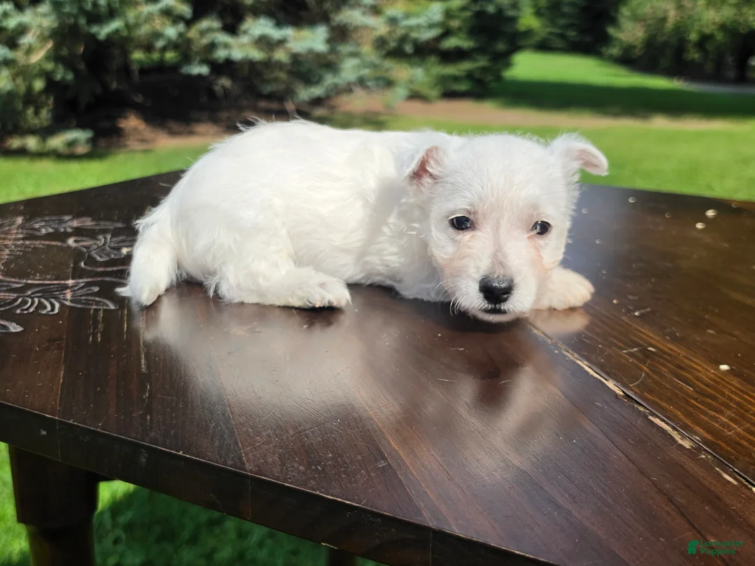 West Highland Terrier dogs for sale: West Highland Female 1 - Ad 2