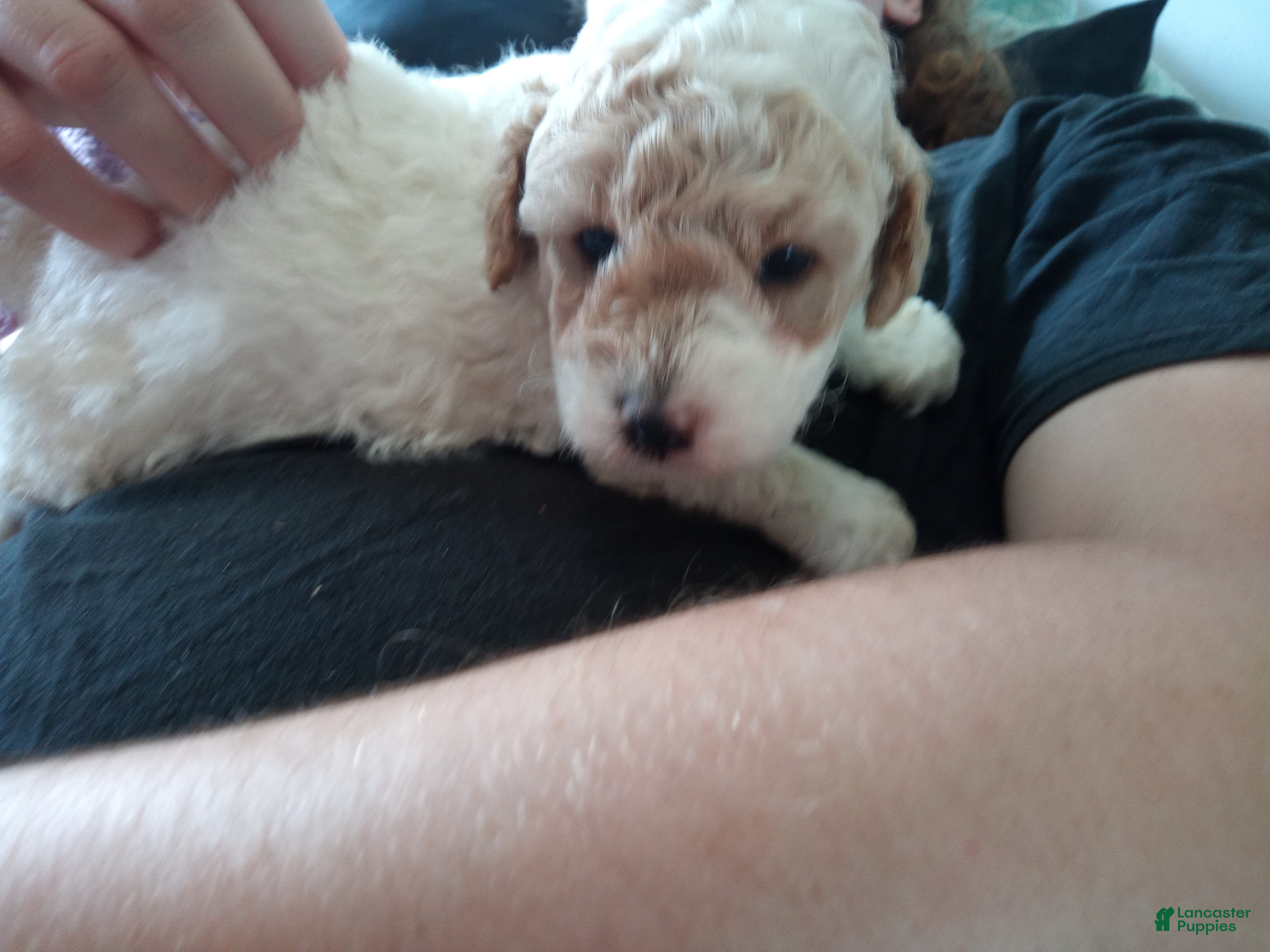 Toy Poodle dogs Little patches - Ad 21