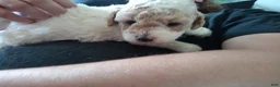 Toy Poodle dogs for sale: Little patches - Ad 1