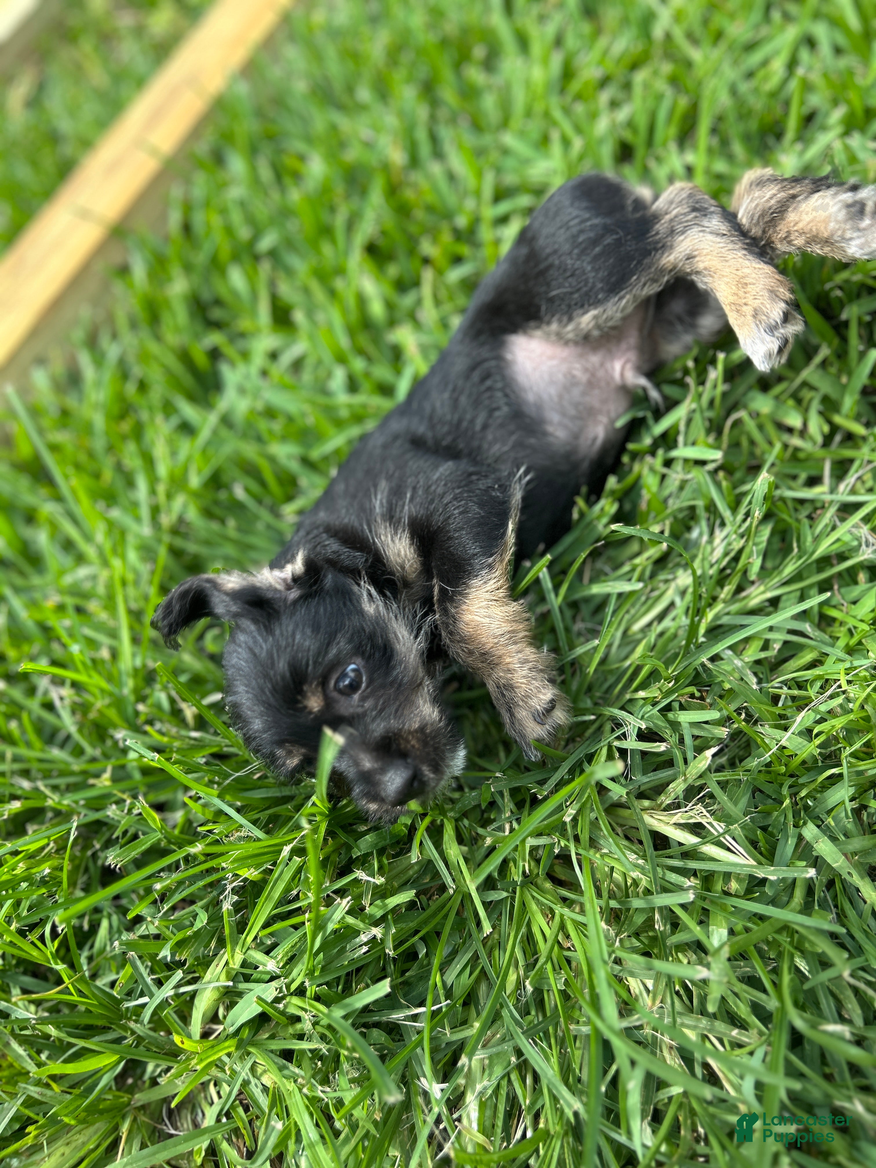 Mixed Breed dogs Mixed Breed Puppy 4 - Ad 2