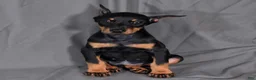 Doberman Pinscher dogs for sale: Tempra - Ad 3
