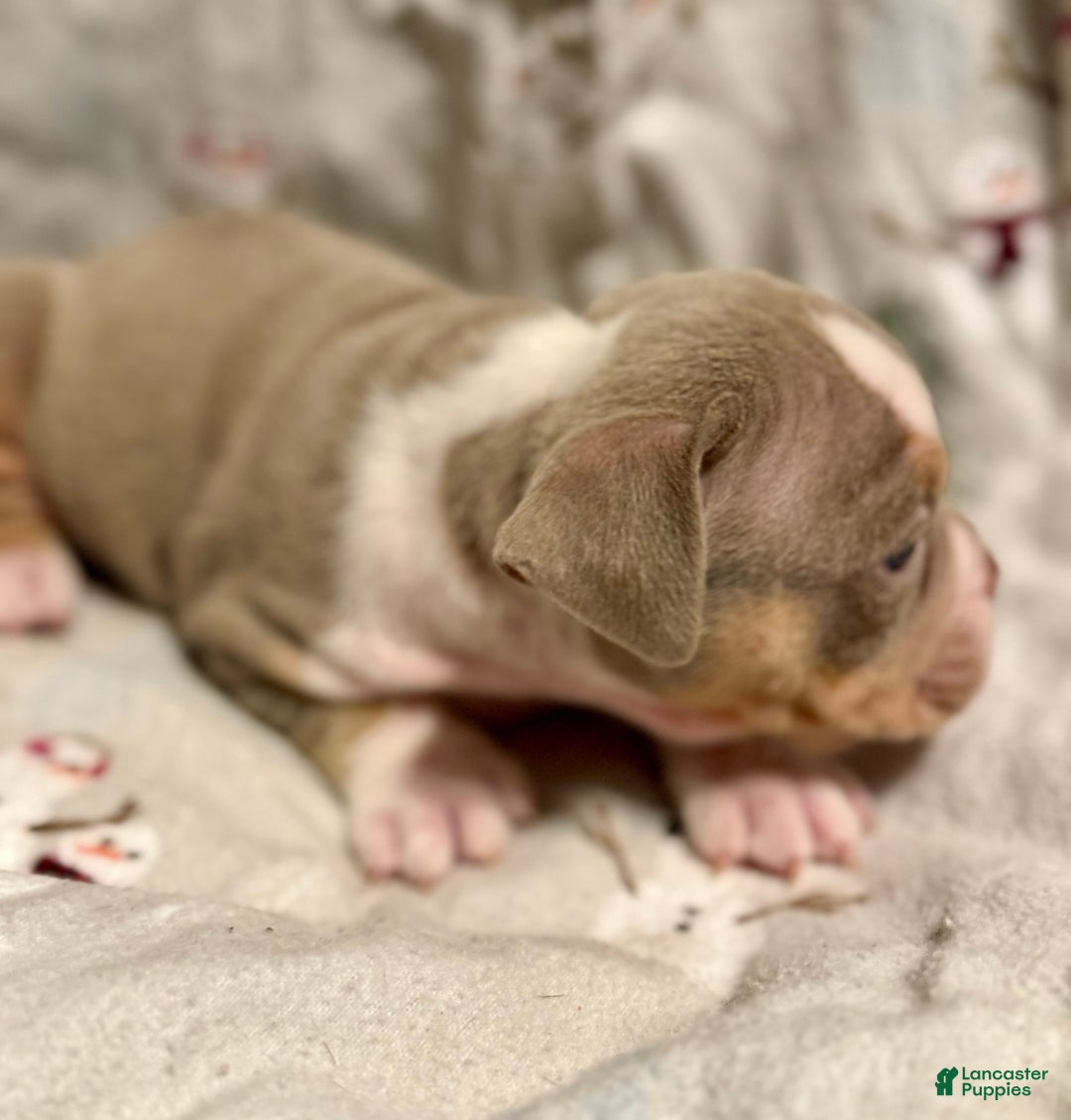 Olde English Bulldogge dogs for sale: Spencer - Ad 8