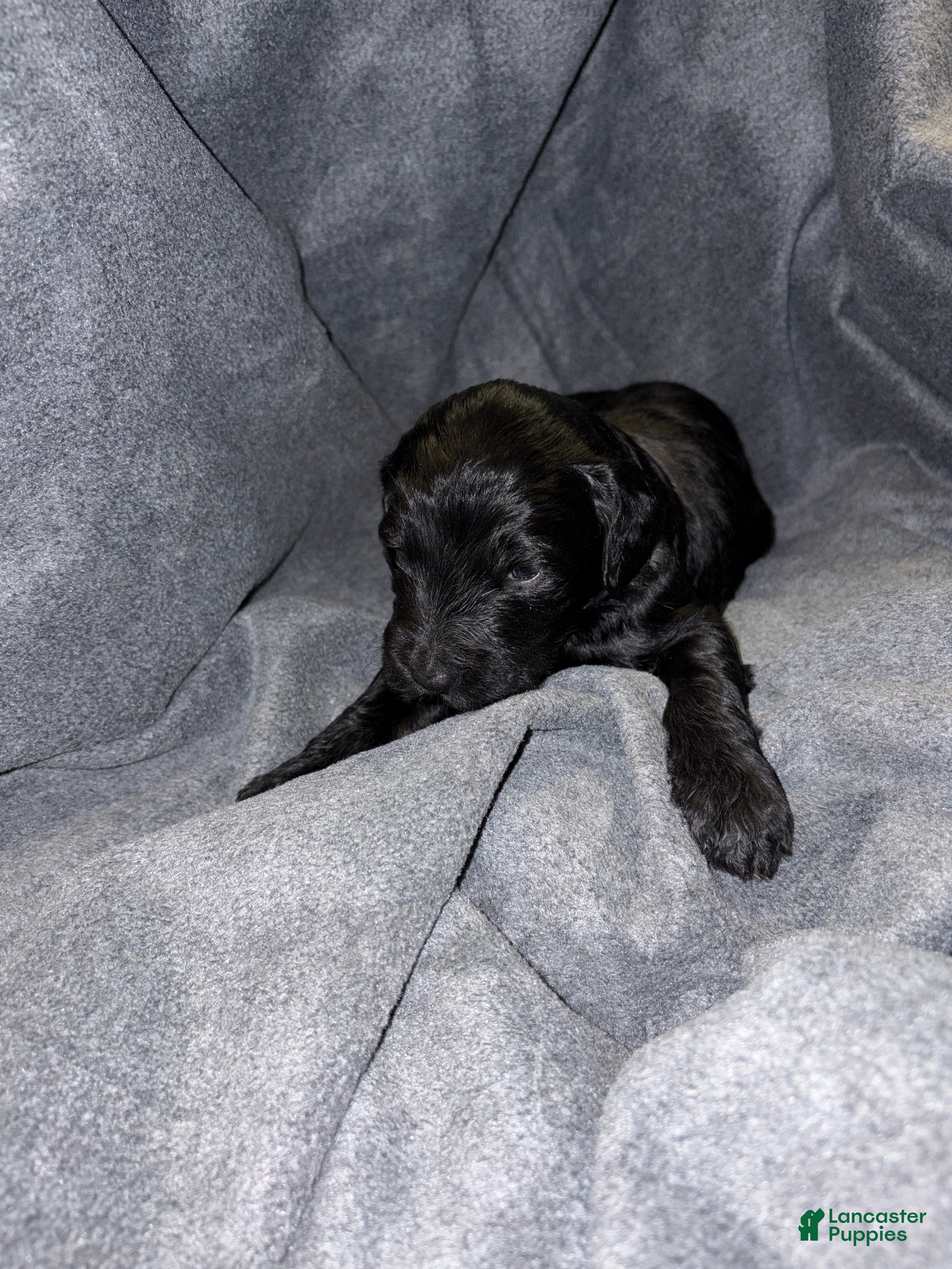 Bernedoodle dogs Steven Bernedoodle Puppy 4 - Ad 7