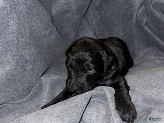 Bernedoodle dogs Steven Bernedoodle Puppy 4 - Ad 6