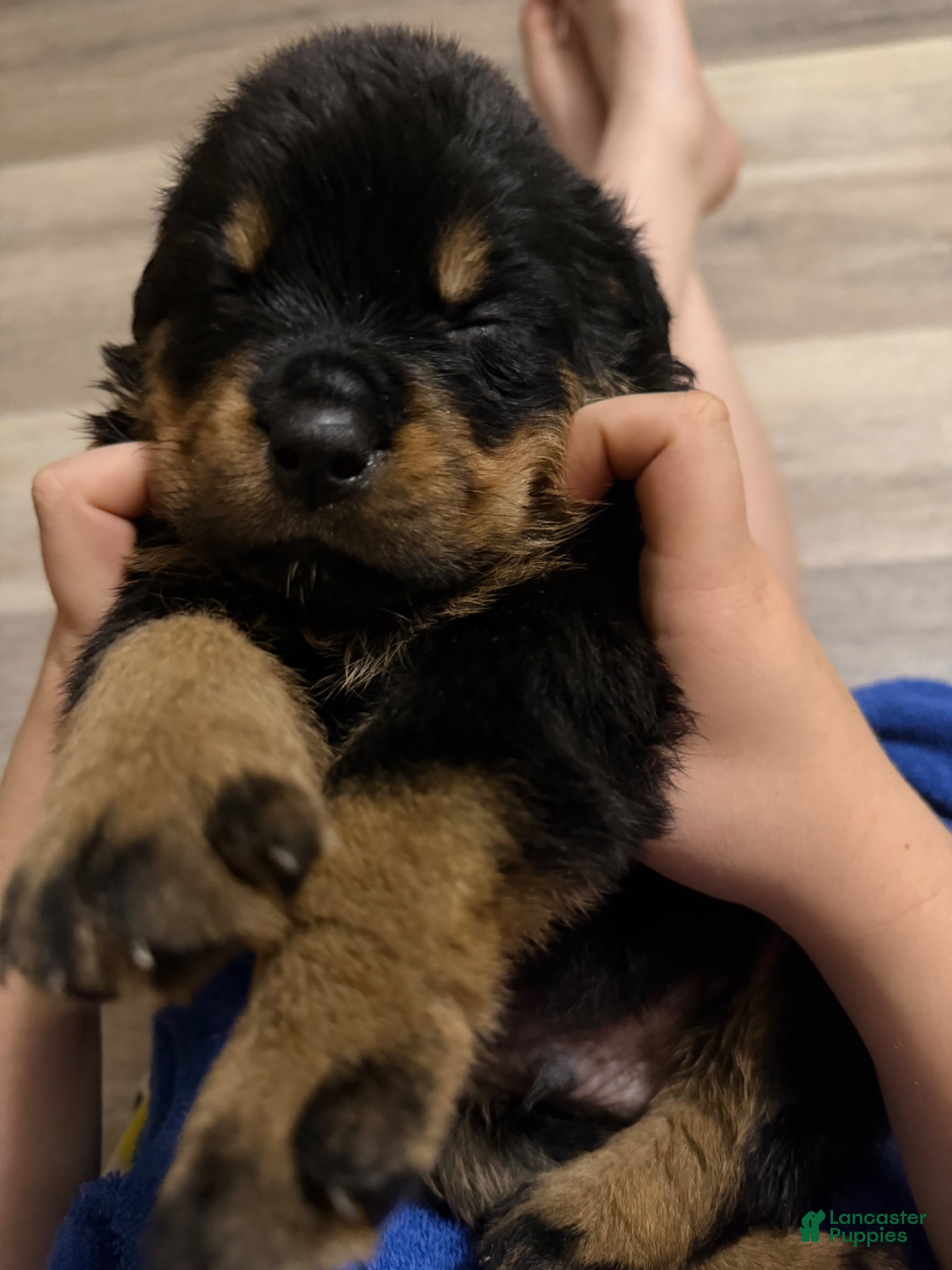 Rottweiler dogs Rottweiler Puppy 1 - Ad 2
