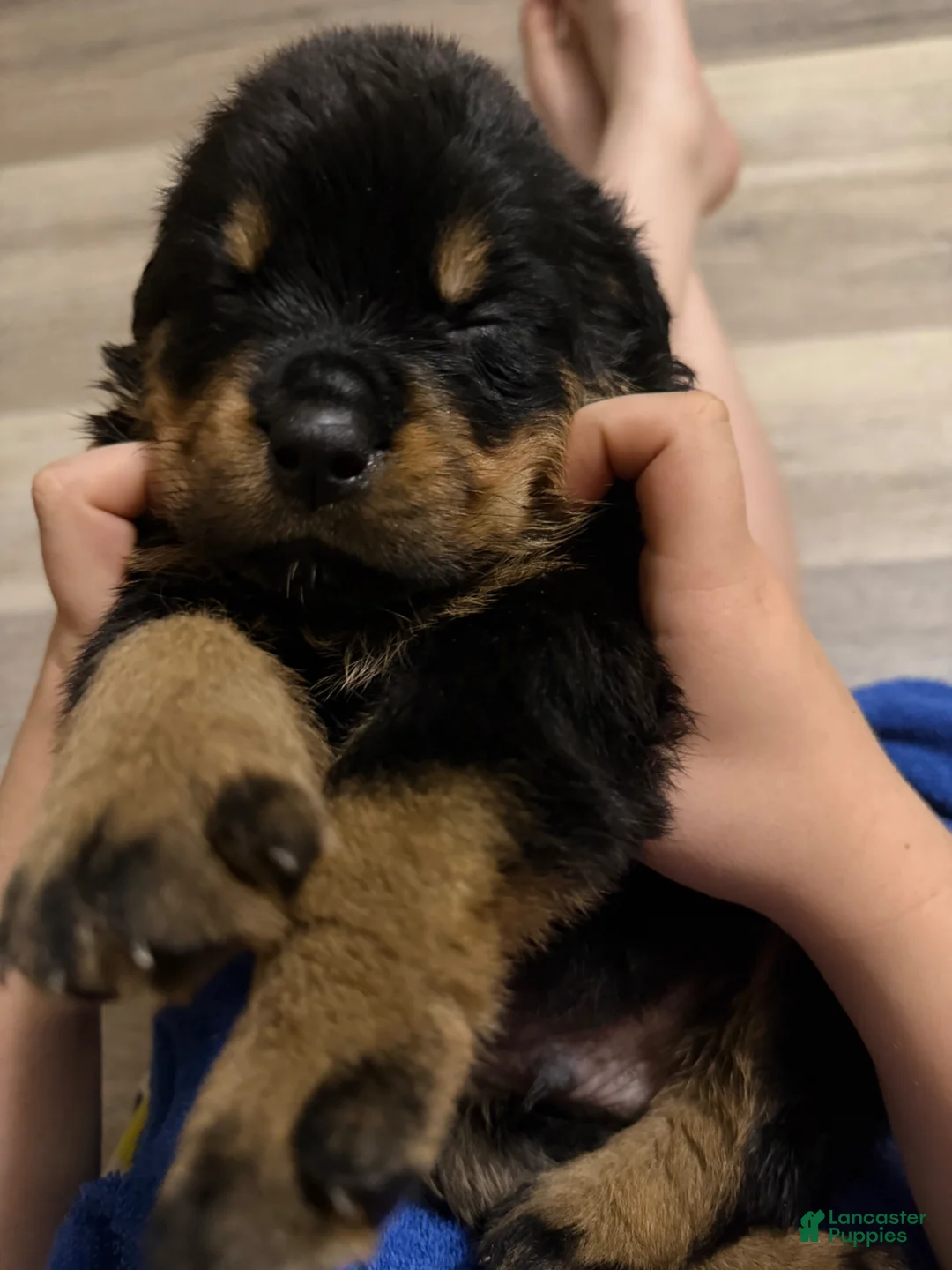 Rottweiler dogs for sale: Rottweiler Puppy 1 - Ad 2