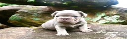 French Bulldog dogs for sale: French Bulldog 1 - Ad 7