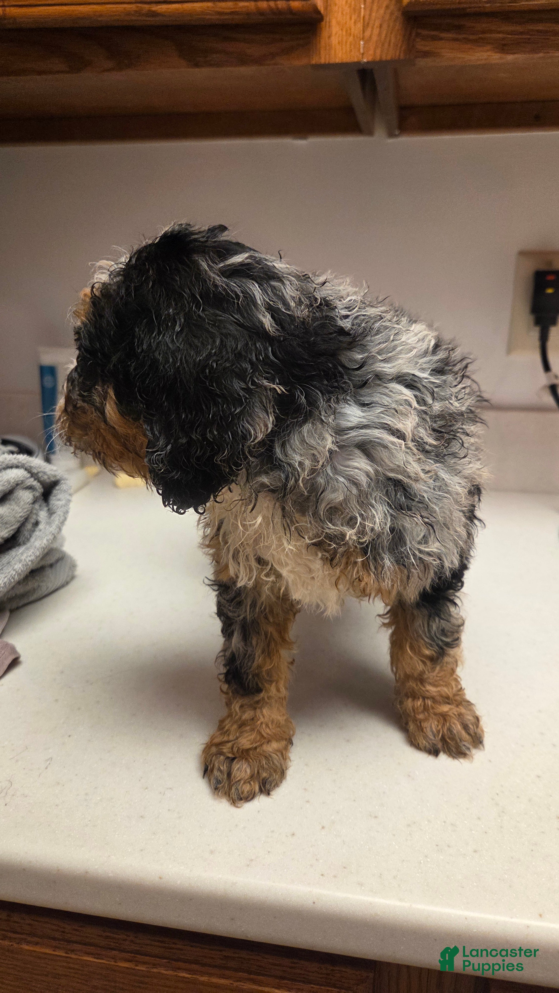 Bernedoodle dogs Bernedoodle Puppy 4 - Ad 11