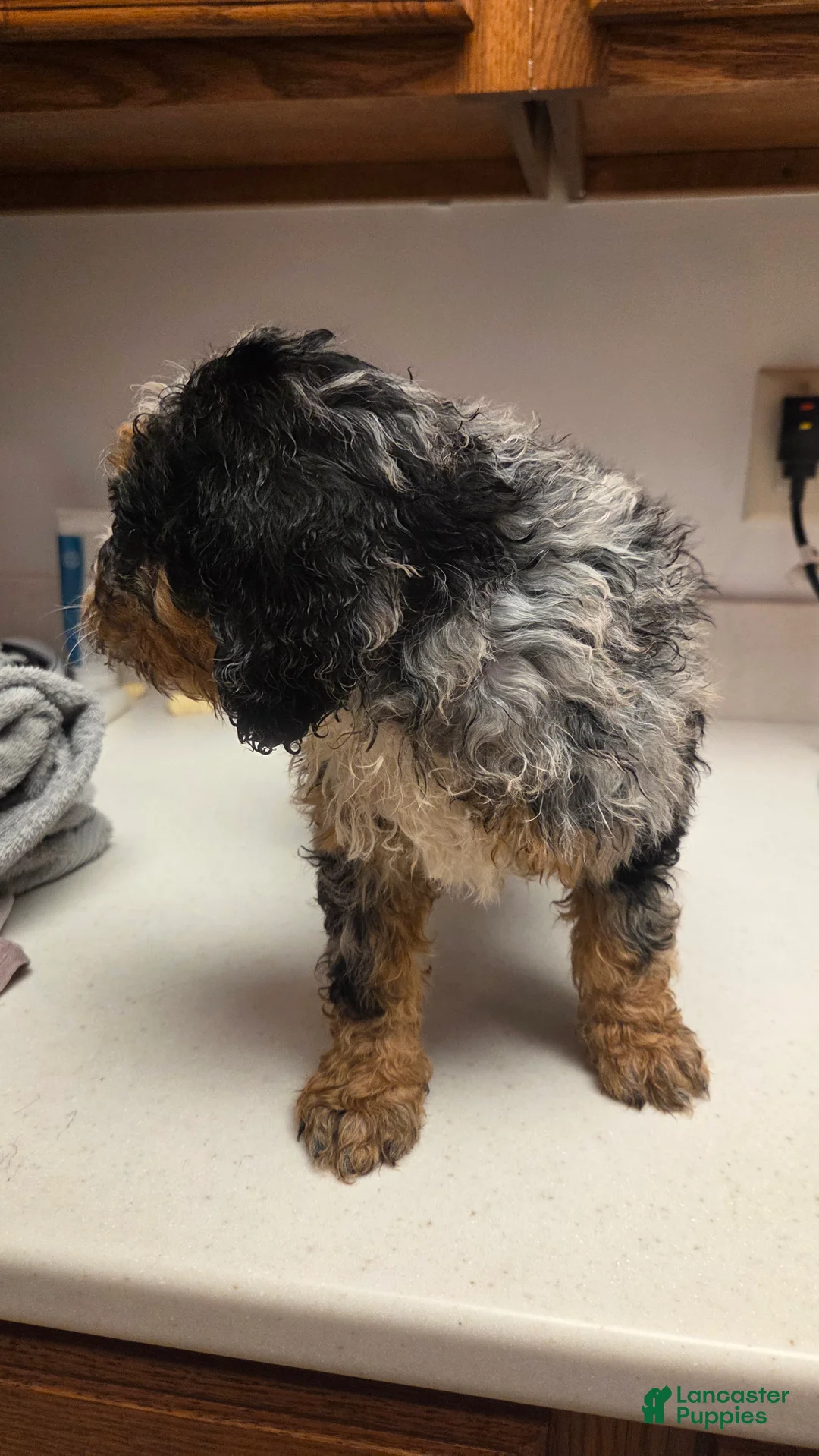 Bernedoodle dogs for sale: Bernedoodle Puppy 4 - Ad 1