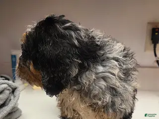 Bernedoodle dogs Bernedoodle Puppy 4 - Ad 11