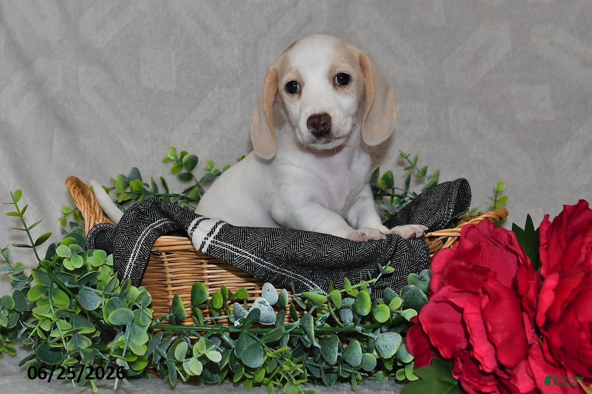 Dachshund dogs Erika - Ad 1