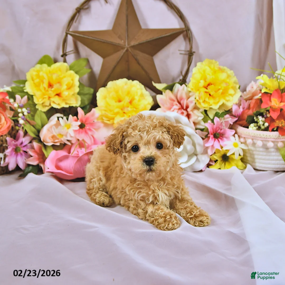 Miniature Poodle dogs for sale: Little Dan - Ad 4
