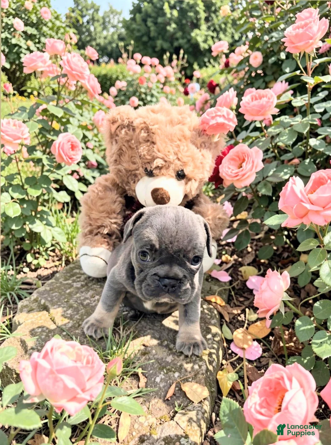 French Bulldog dogs for sale: Ross - Ad 2