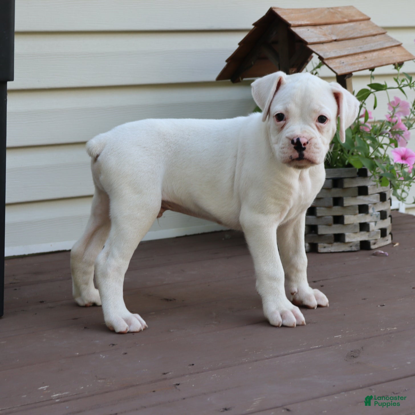 Boxer dogs Patrick - Ad 2