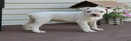 Boxer dogs for sale: Patrick - Ad 2