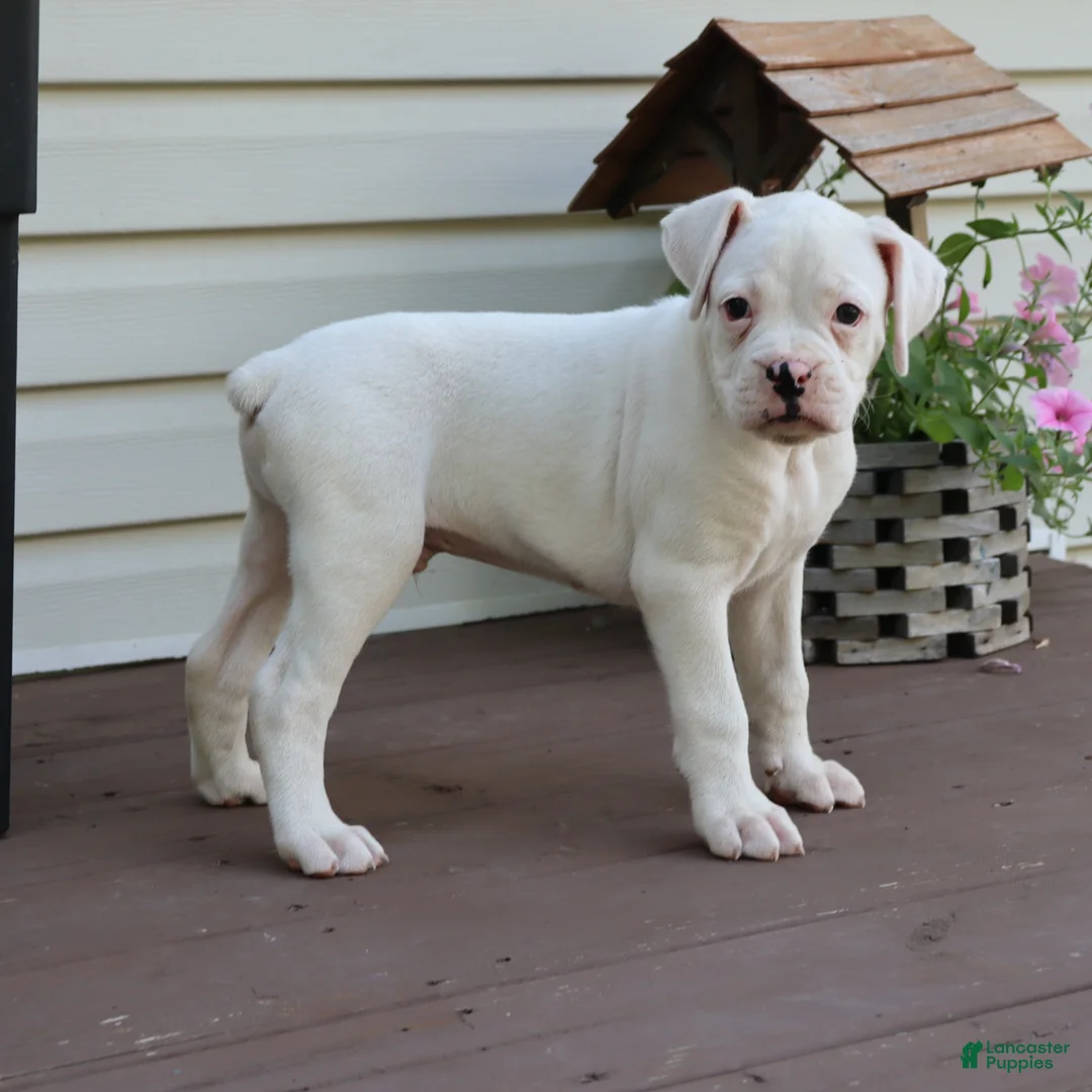 Boxer dogs for sale: Patrick - Ad 2