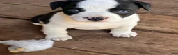 Mixed Breed dogs for sale: Mixed Breed Puppy 1 - Ad 10