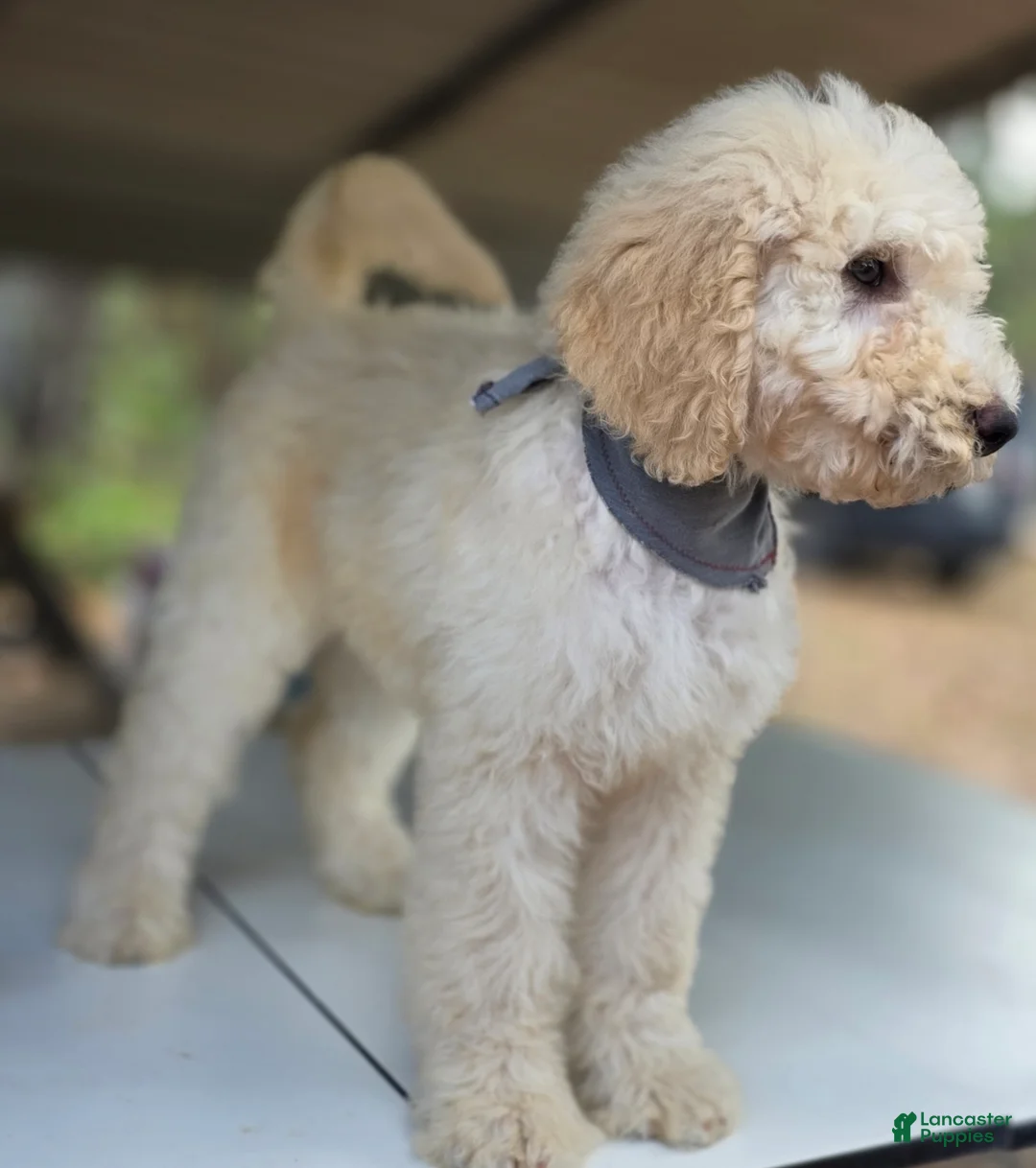 Goldendoodle dogs for sale: Tye - Ad 8
