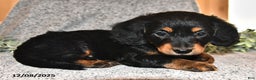 Miniature Dachshund dogs for sale: King - Ad 1