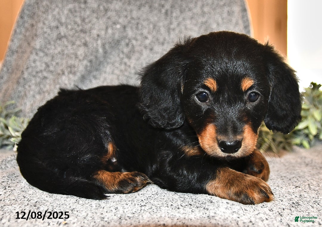 Miniature Dachshund dogs for sale: King - Ad 1