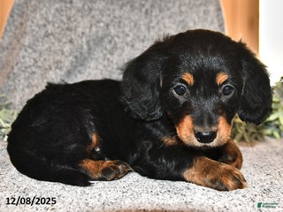 Miniature Dachshund dogs King - Ad 2