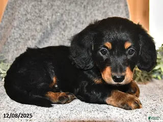 Miniature Dachshund dogs King - Ad 14