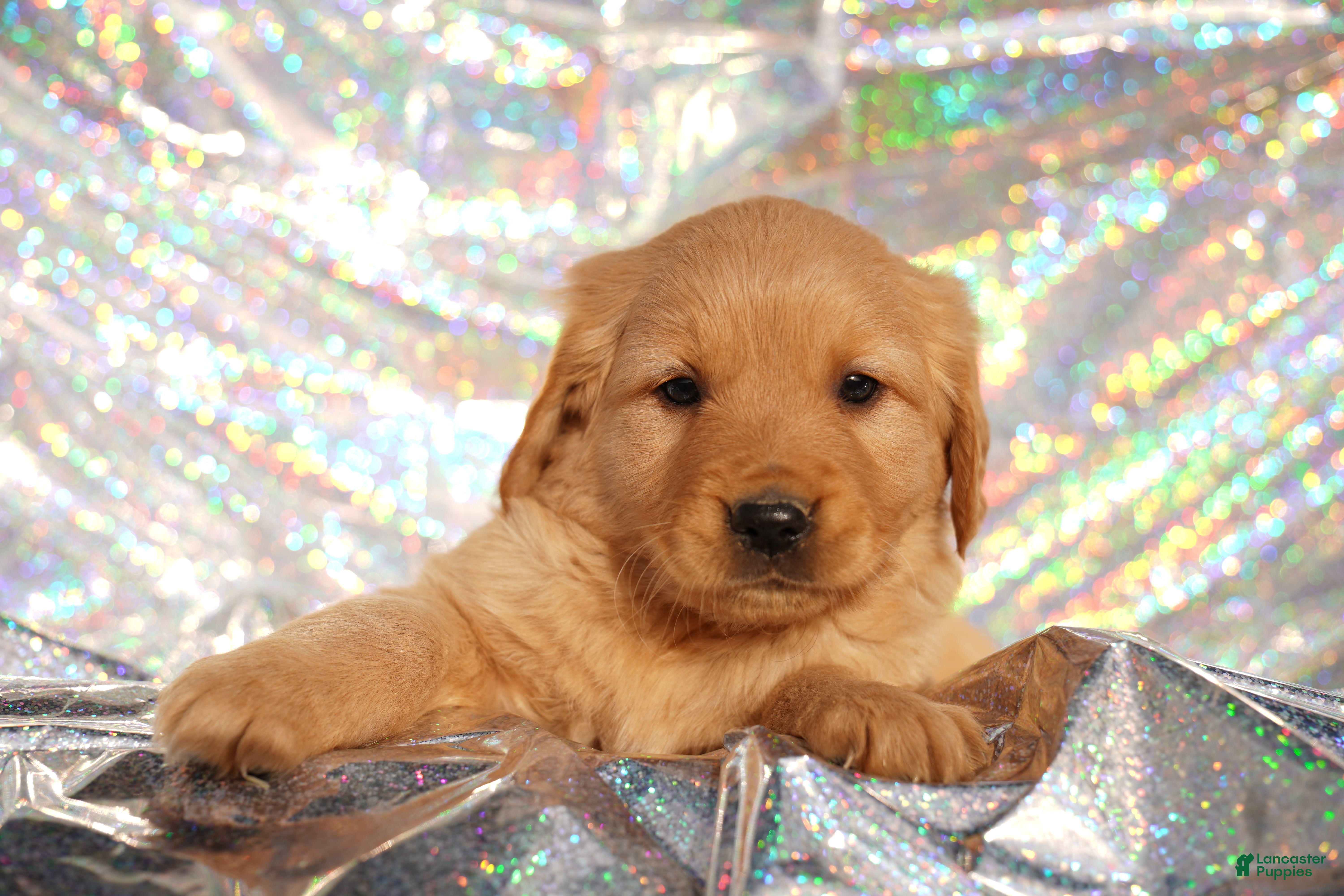 Golden Retriever dogs Zoe - AKC, Genetically Clear - Ad 11