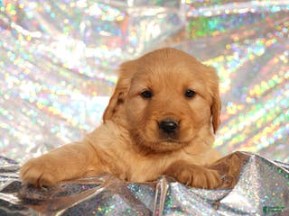 Golden Retriever dogs Zoe - AKC, Genetically Clear - Ad 11