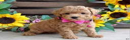Mixed Breed dogs for sale: Patty - Ad 6