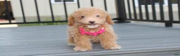 Bichpoo dogs for sale: Kalila  - Ad 3