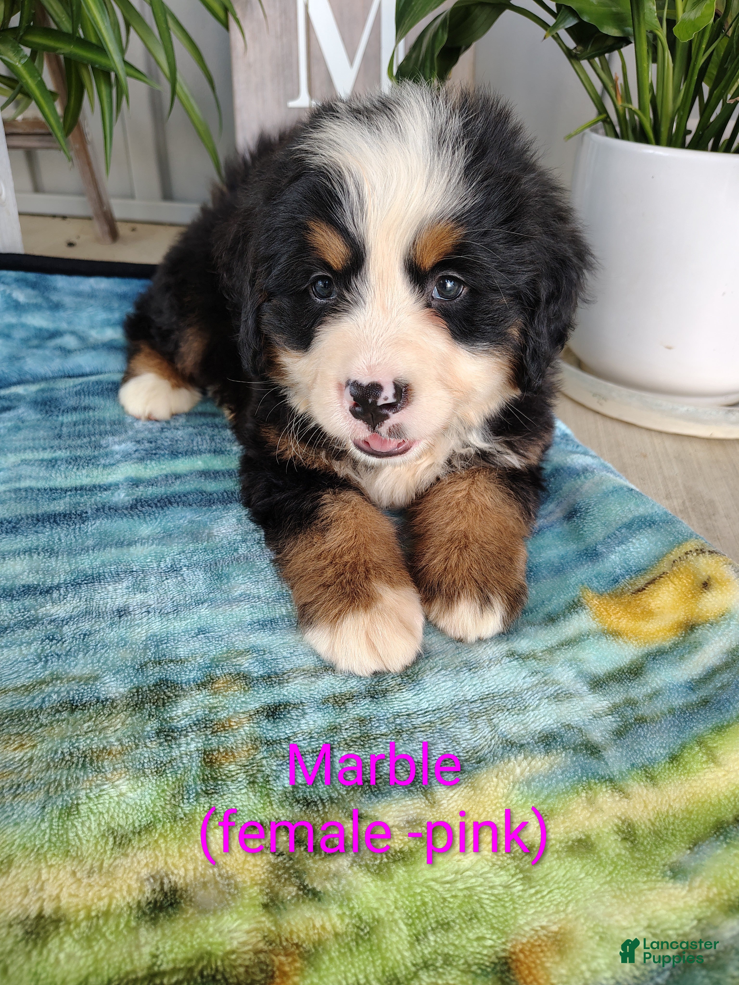 Bernese Mountain Dog dogs for sale: Marble - Ad 2
