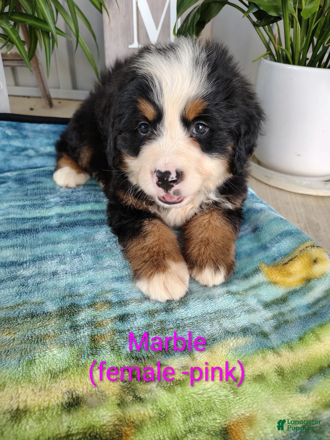Bernese Mountain Dog dogs for sale: Marble - Ad 1