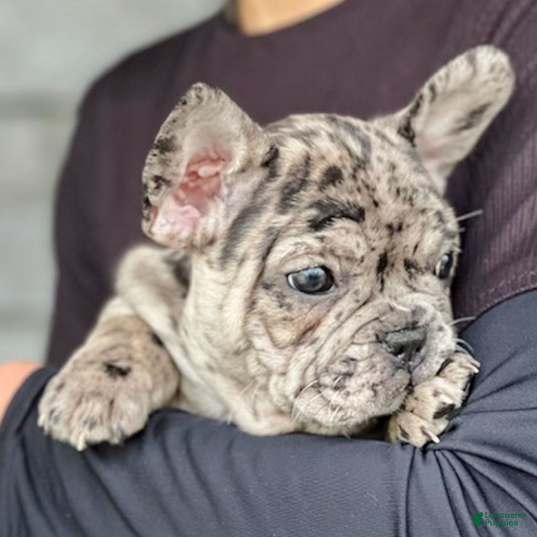 French Bulldog dogs for sale: Olympia - Ad 6