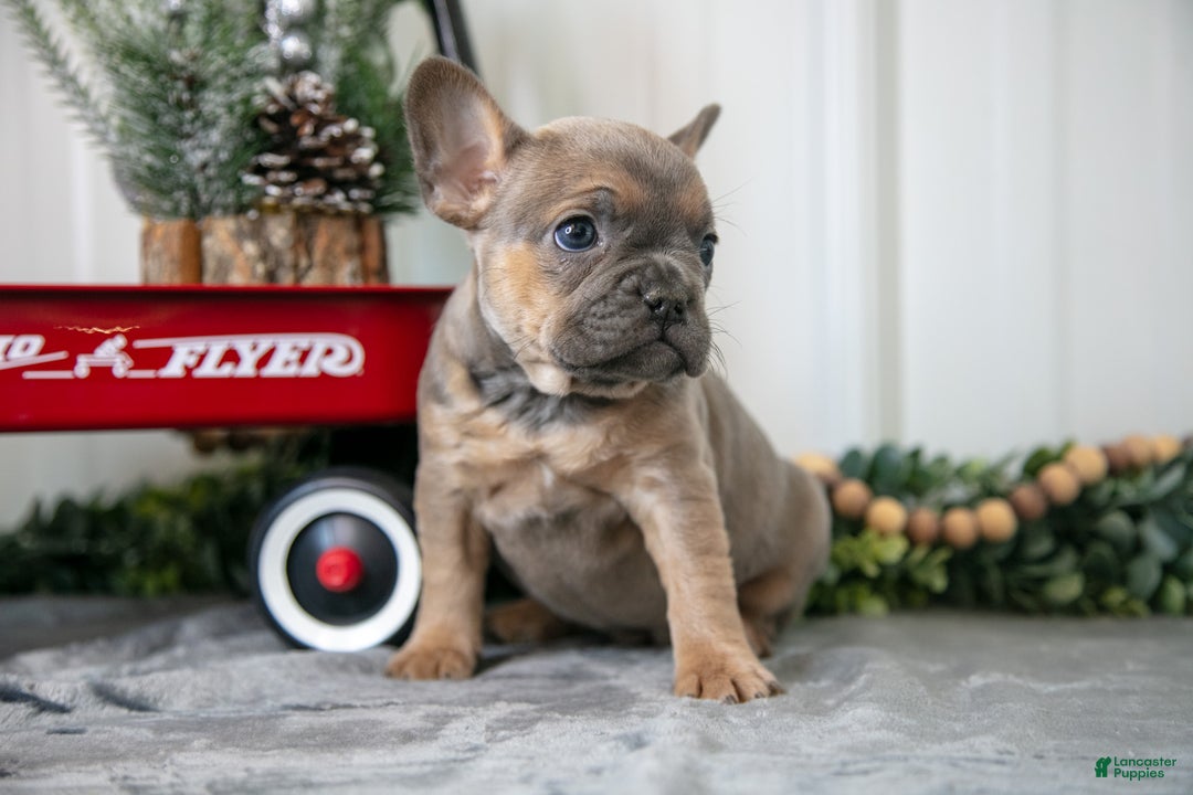 Mixed Breed dogs for sale: Maisie - Ad 3