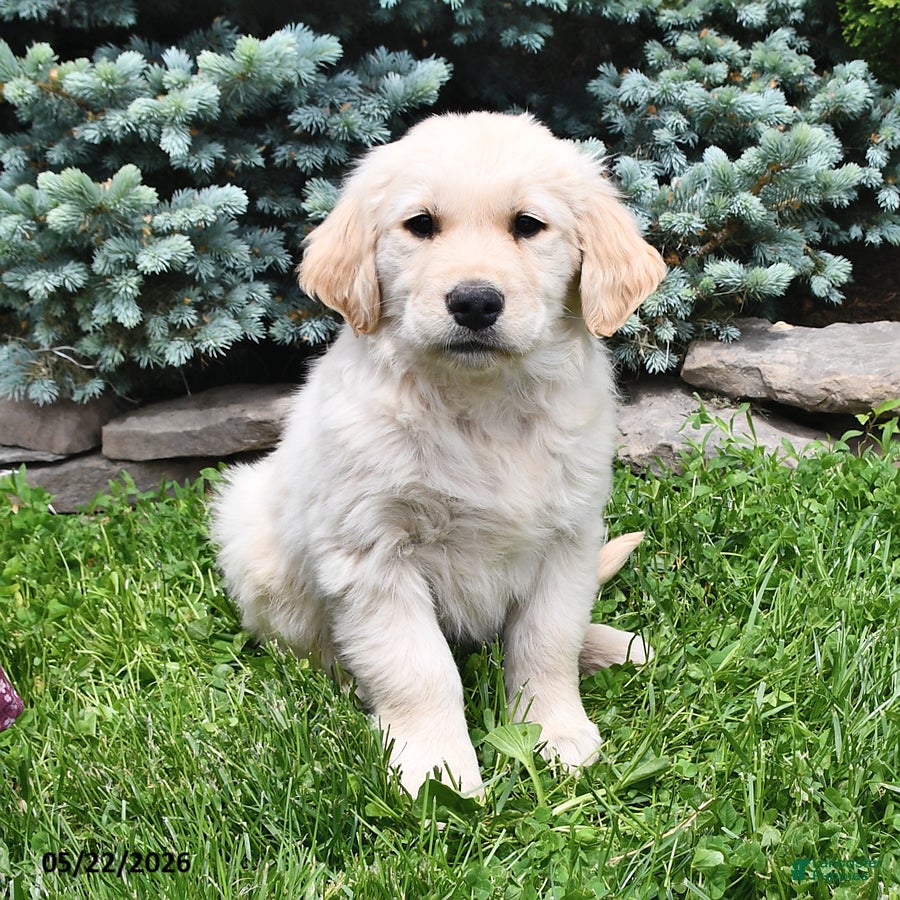 Golden Retriever dogs Tucker - Ad 2